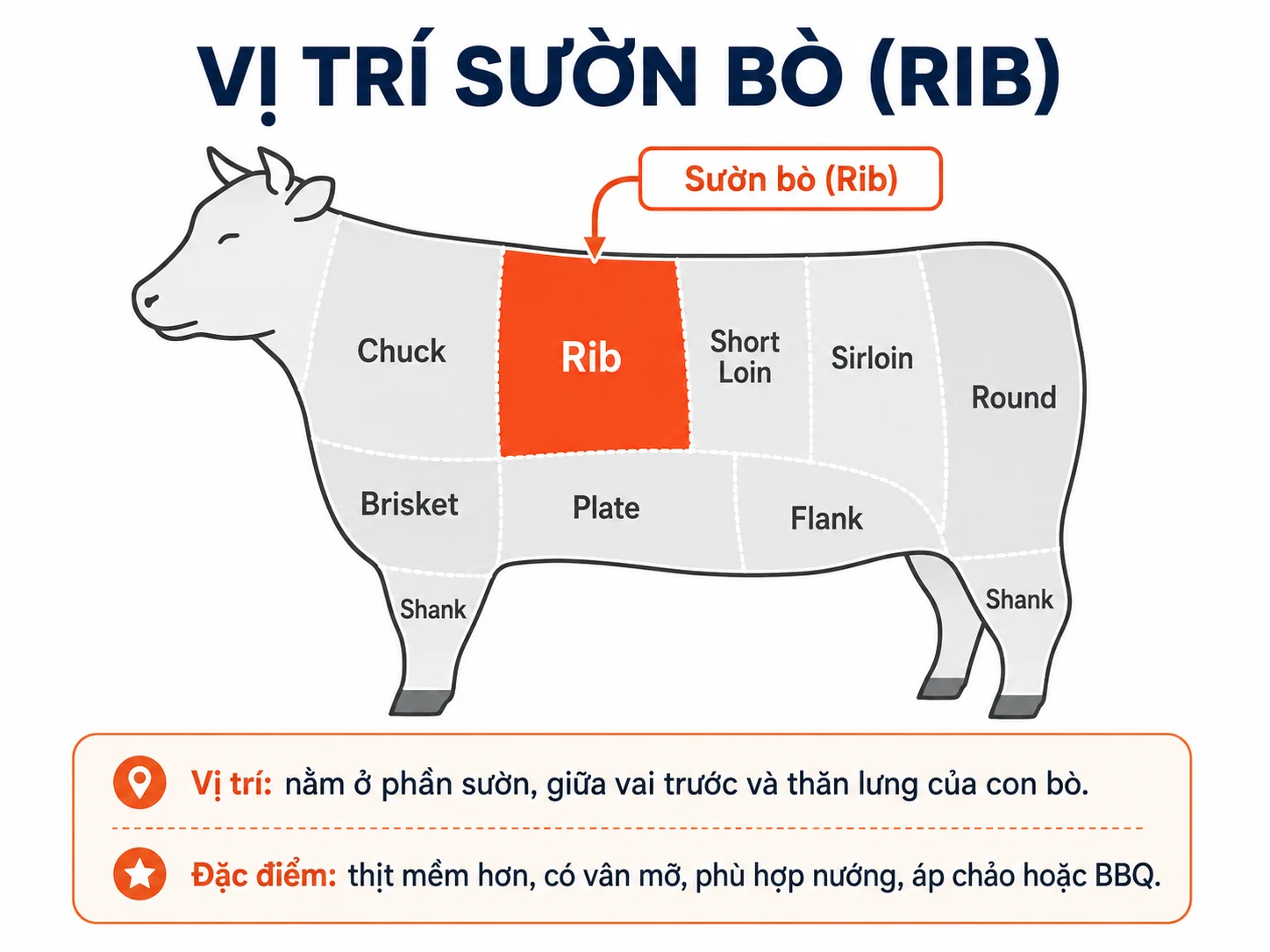 Vị trí sườn bò Mỹ