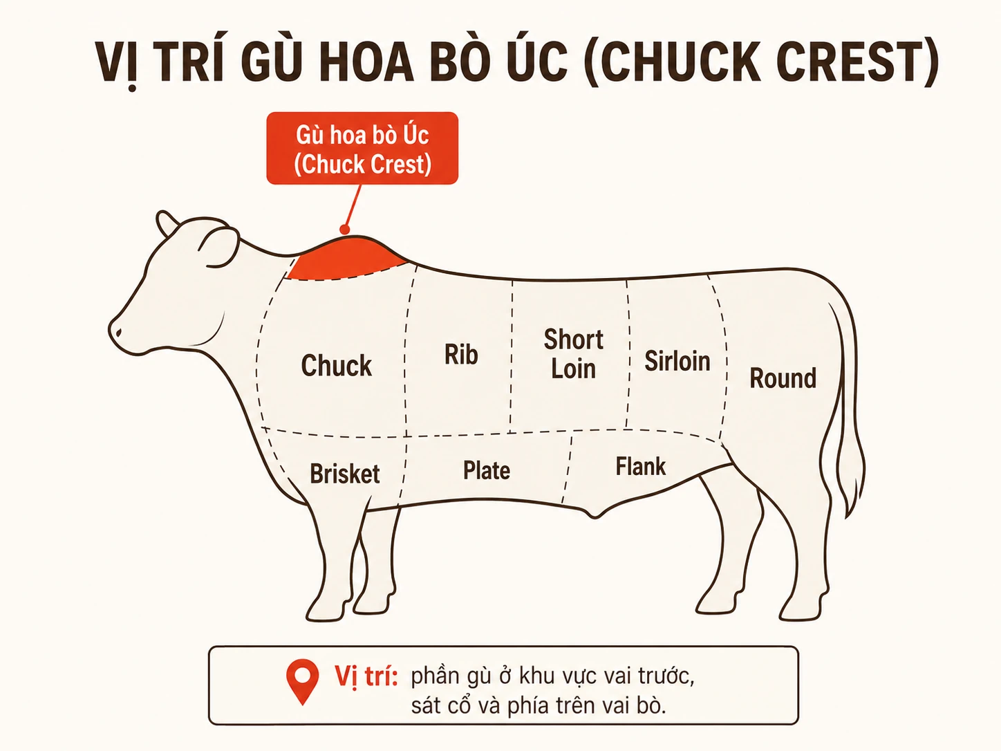 Vị trí thịt gù hoa bò Úc chuck crest